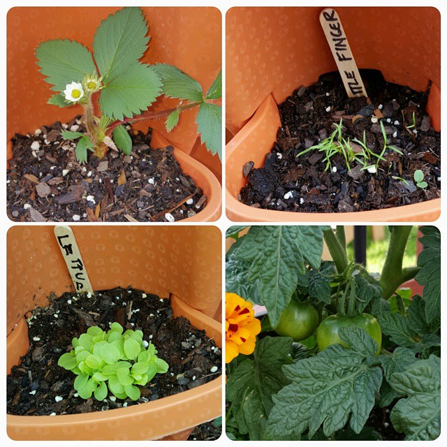 Growing Lettuce, Strawberries, & Tomatoes in Mr Stacky